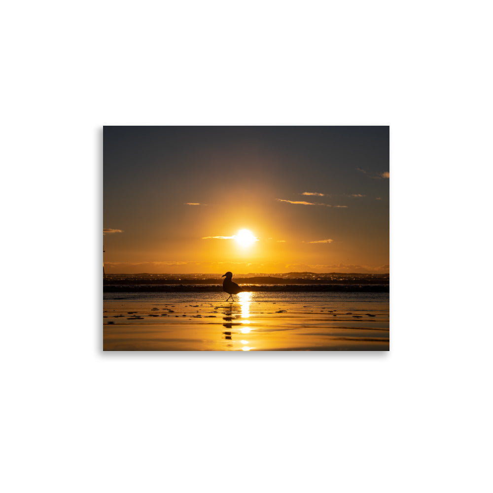 Sunset Seagull