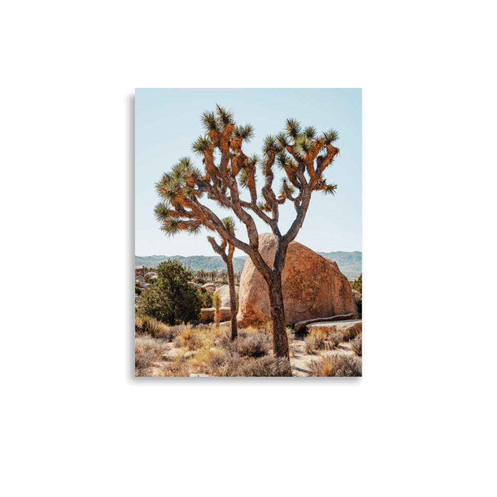 Yucca Brevifolia