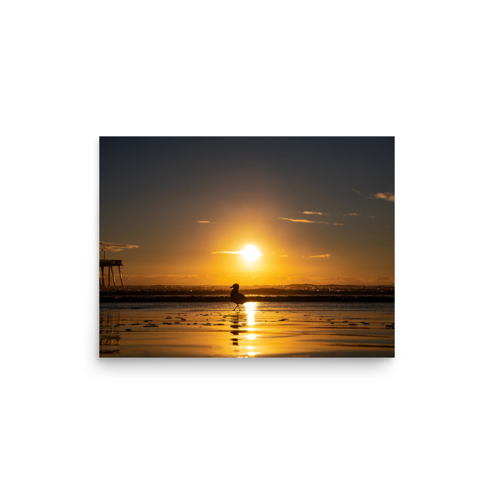 Sunset Seagull