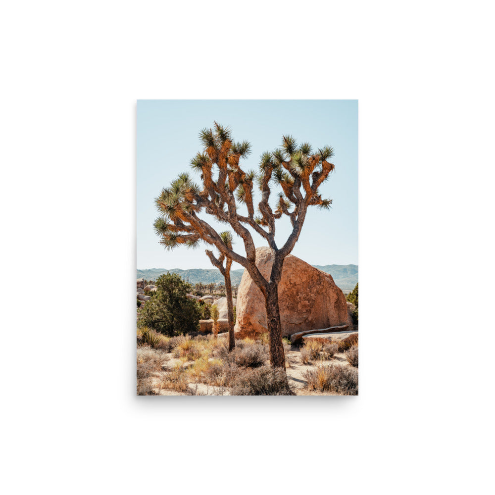 Yucca Brevifolia
