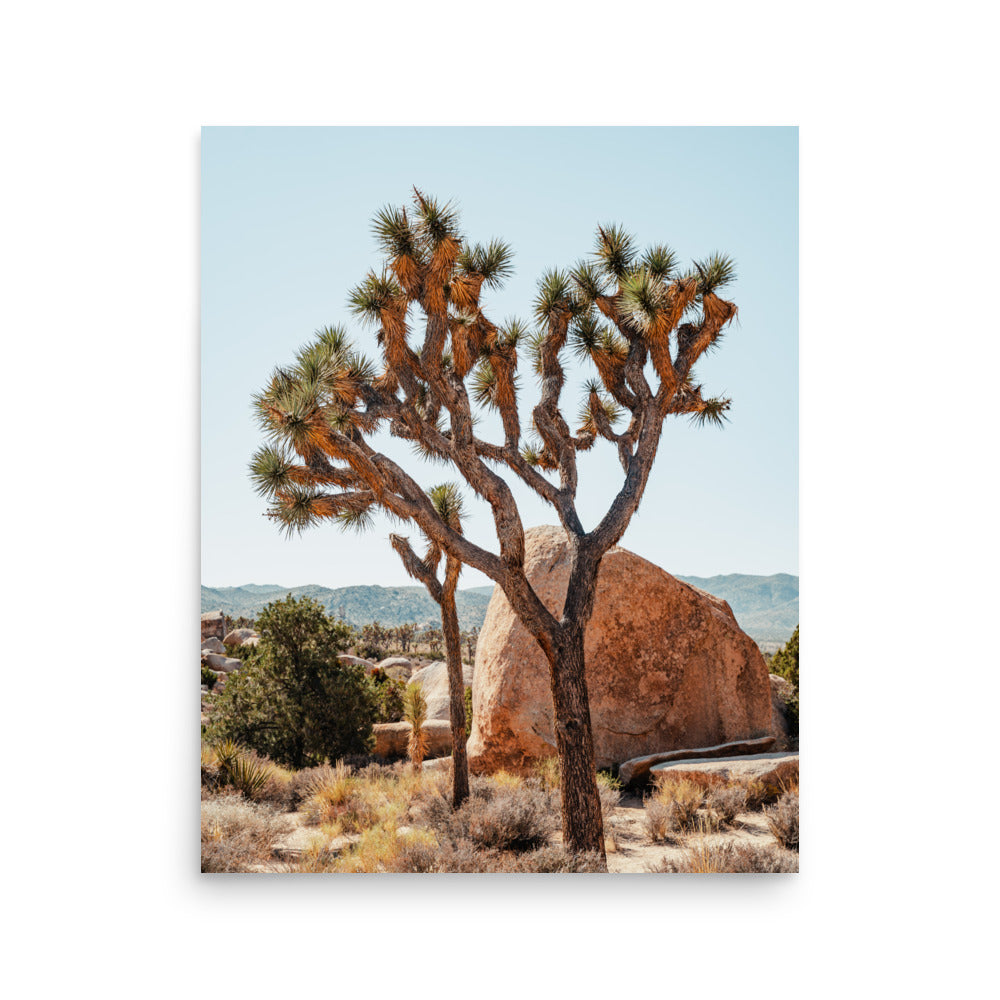 Yucca Brevifolia