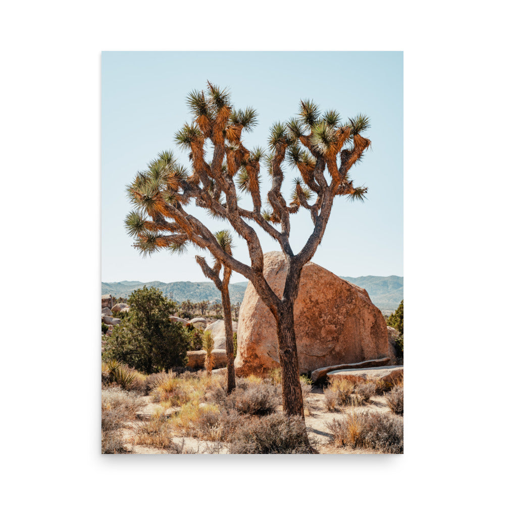 Yucca Brevifolia