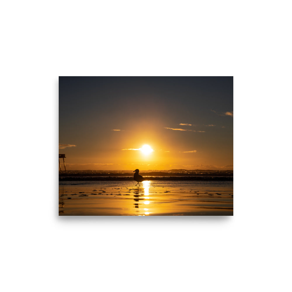 Sunset Seagull