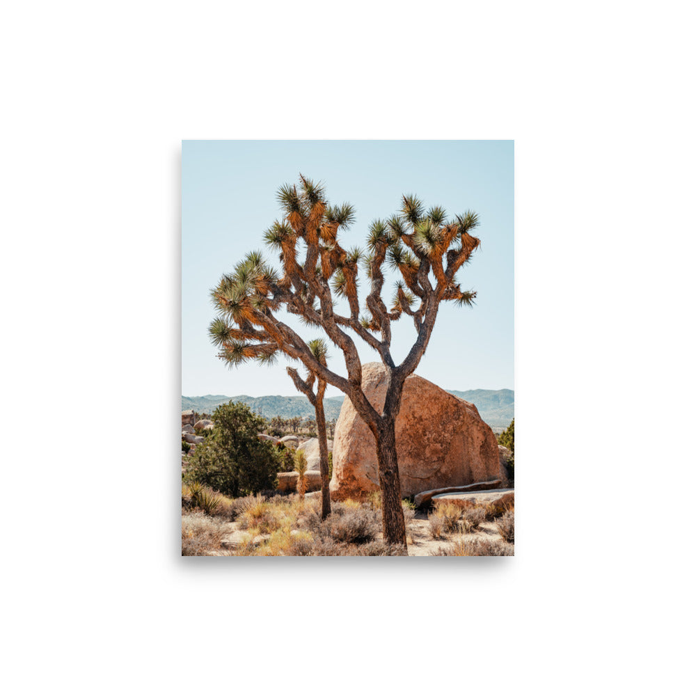 Yucca Brevifolia