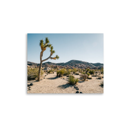 Joshua Tree