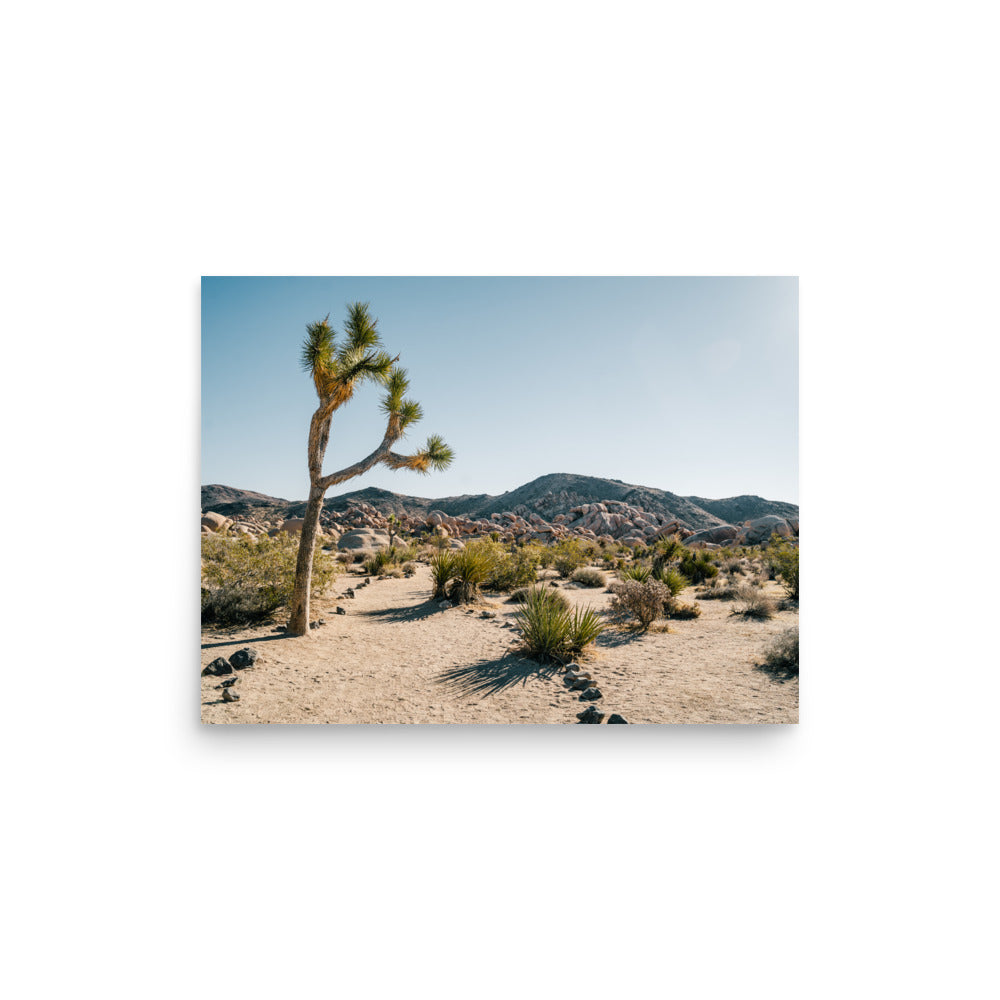 Joshua Tree