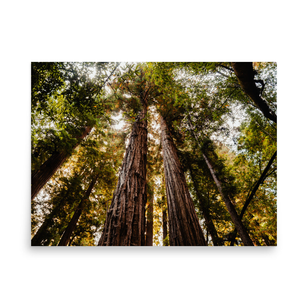 California Redwoods